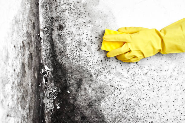 Best Black Mold Removal  in Wabash, IN