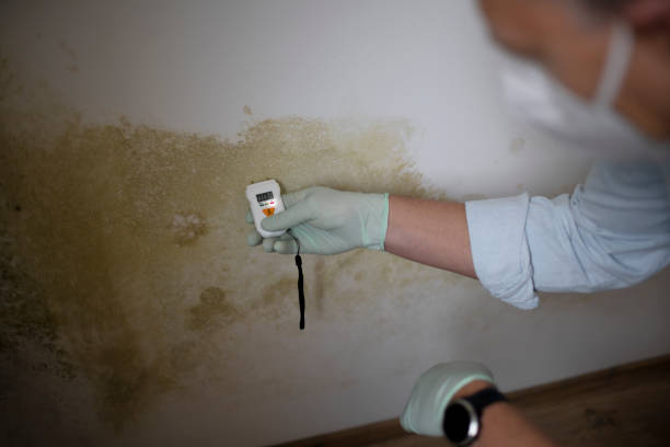 Best Toxic Mold Removal  in Wabash, IN