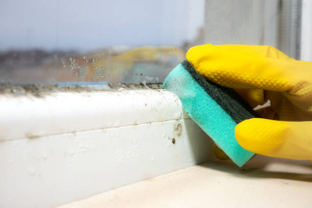 Best Mold Removal Process  in Wabash, IN