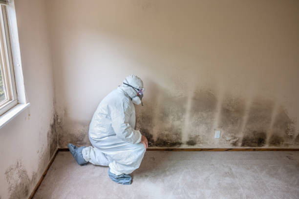 Mold Removal Process in Wabash, IN