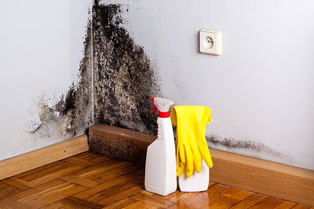 Best Professional Mold Removal  in Wabash, IN