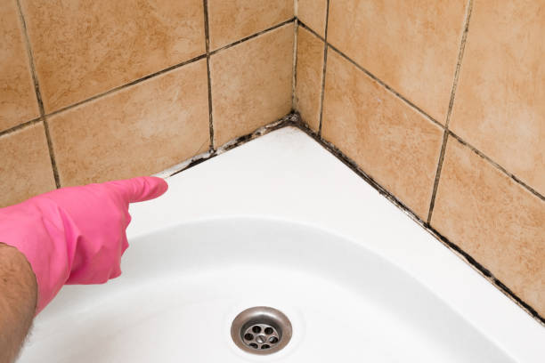 Best Mold Damage Repair  in Wabash, IN